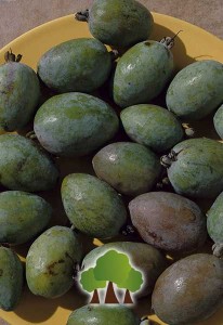 Feijoa