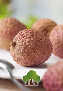 Lichia