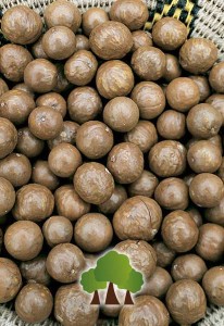 Macadamia