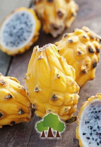 Pitaya