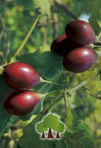 Tamarilho Tamarilho