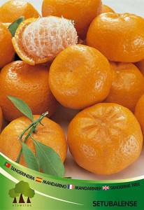Tangerineira 003