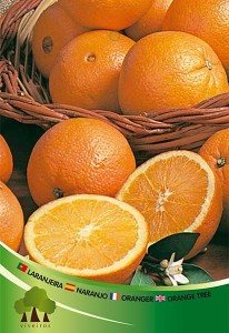 Laranjeira 005