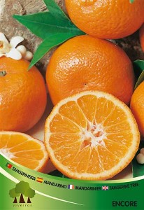 Tangerineira 041