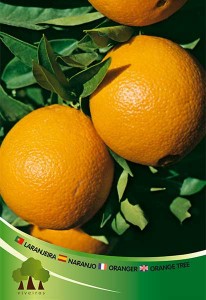 Laranjeira 058